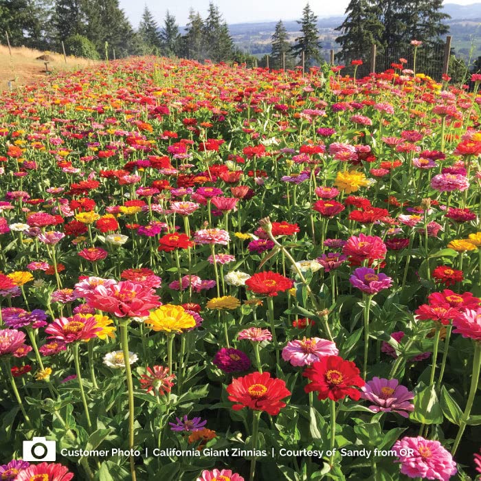 Zinnia Seeds - California Giants - 1 Ounce - Red/Pink/Orange Flower Seeds, Open Pollinated Seed Attracts Bees, Attracts Butterflies, Attracts Hummingbirds, Attracts Pollinators