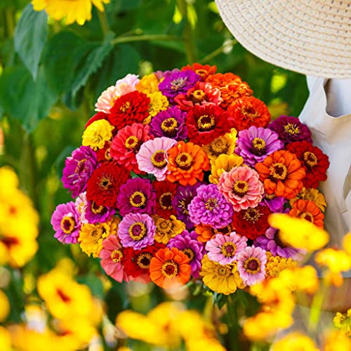 Zinnia Seeds - California Giants - 1 Ounce - Red/Pink/Orange Flower Seeds, Open Pollinated Seed Attracts Bees, Attracts Butterflies, Attracts Hummingbirds, Attracts Pollinators