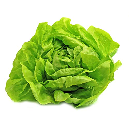 UtopiaSeeds Buttercrunch Lettuce Seeds - Butterhead Lettuce Seeds