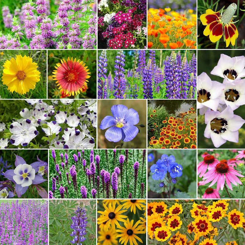 North American Native Wildflower Seed Mix - 1 Pound - Mixed Wildflower Seeds, Attracts Bees, Attracts Butterflies, Attracts Hummingbirds, Attracts Pollinators, Easy to Grow & Maintain, Container