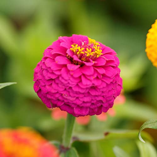 Zinnia Seeds - Lilliput Mix - 5 Pounds - Pink/Yellow/Orange Flower Seeds, Heirloom Seed Attracts Bees, Attracts Butterflies, Attracts Hummingbirds, Attracts Pollinators, Easy to Grow & Maintain