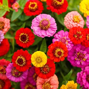 Zinnia Seeds - Lilliput Mix - 5 Pounds - Pink/Yellow/Orange Flower Seeds, Heirloom Seed Attracts Bees, Attracts Butterflies, Attracts Hummingbirds, Attracts Pollinators, Easy to Grow & Maintain