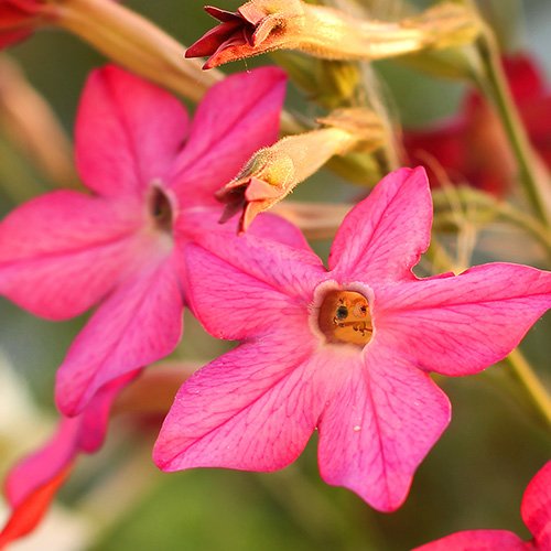 Seed Needs, 2.1 oz Bulk Package - 30,000 Seeds Hummingbird and Butterfly Attracting Wildflower Mixture (99% Pure Live Seed - NO Filler) 20+ Species Annual Perennial Biennial