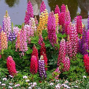 utopiaseeds russell lupine mixed seeds – perennial wildflowers – giant lupine