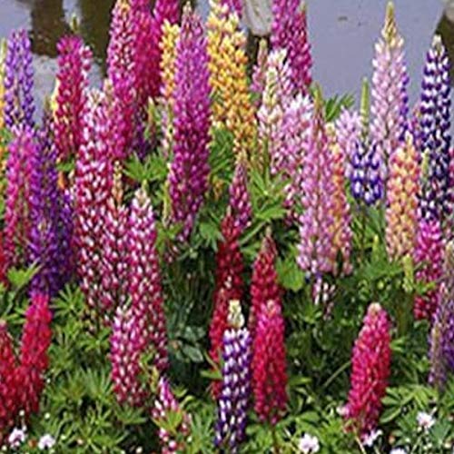 UtopiaSeeds Russell Lupine Mixed Seeds - Perennial Wildflowers - Giant Lupine