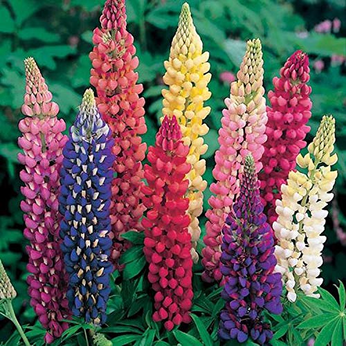 UtopiaSeeds Russell Lupine Mixed Seeds - Perennial Wildflowers - Giant Lupine