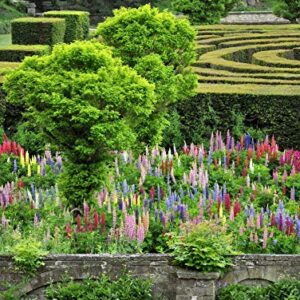 UtopiaSeeds Russell Lupine Mixed Seeds - Perennial Wildflowers - Giant Lupine