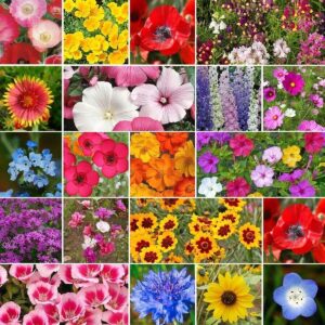 all annual wildflower seed mix – 50 pounds – mixed wildflower seeds, attracts bees, attracts butterflies, attracts hummingbirds, attracts pollinators, easy to grow & maintain, container garden