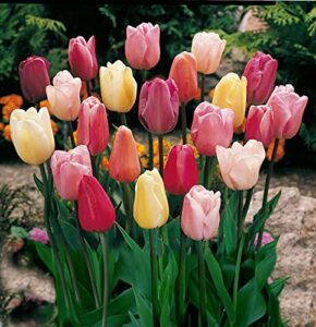 mixed triumph tulip – 50 bulbs