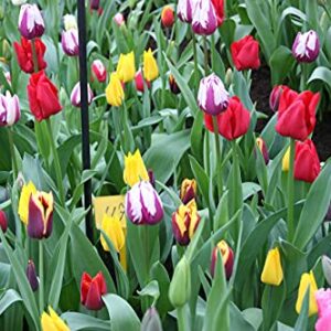 Mixed Triumph Tulip - 50 bulbs