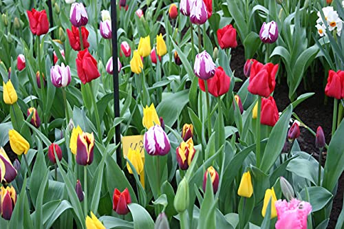 Mixed Triumph Tulip - 50 bulbs