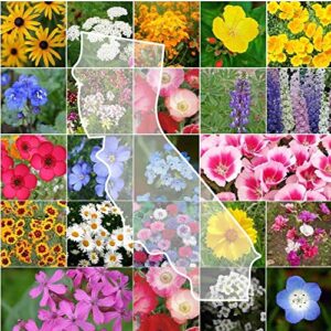 california wildflower seed mix – 1 pound – mixed wildflower seeds, attracts bees, attracts butterflies, attracts hummingbirds, attracts pollinators, easy to grow & maintain, cut flower garden