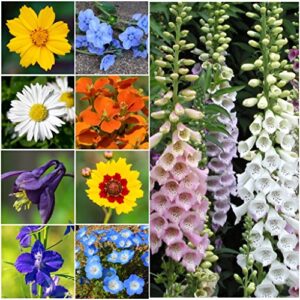 Seed Needs, 2.1 oz Bulk Package - 30,000 Seeds Partial Shade Butterfly Attracting Wildflower Mixture (99% Pure Live Seed - NO Filler) Annual Perennial Biennial