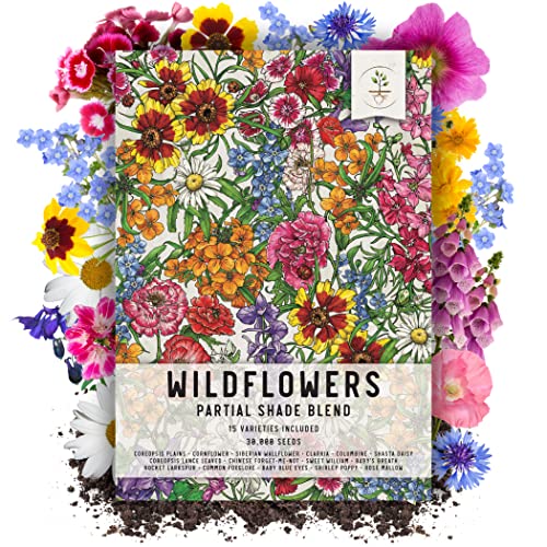 Seed Needs, 2.1 oz Bulk Package - 30,000 Seeds Partial Shade Butterfly Attracting Wildflower Mixture (99% Pure Live Seed - NO Filler) Annual Perennial Biennial