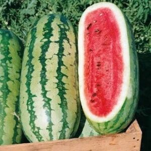 Watermelon Seeds - Georgia Rattlesnake - 1 Pound - Vegetable Seeds, Heirloom Seed Fast Growing, Culinary