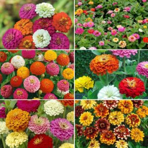 zin master – zinnia flower seed mix – 1 pound – mixed wildflower seeds, attracts bees, attracts butterflies, attracts hummingbirds, attracts pollinators, easy to grow & maintain, cut flower garden
