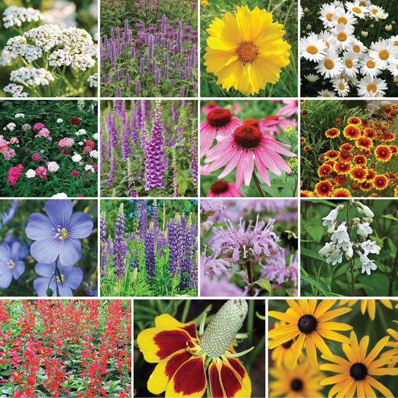 Deer Resistant All Perennial Wildflower Seed Mix - 1/4 Pound - Mixed Wildflower Seeds, Attracts Bees, Attracts Butterflies, Attracts Hummingbirds, Attracts Pollinators, Easy to Grow & Maintain