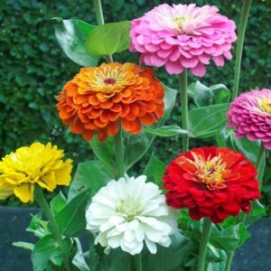 Zinnia Seeds - Dahlia Flowered - Packet - Pink/Yellow/Orange Flower Seeds, Open Pollinated Seed Attracts Bees, Attracts Butterflies, Attracts Hummingbirds, Attracts Pollinators