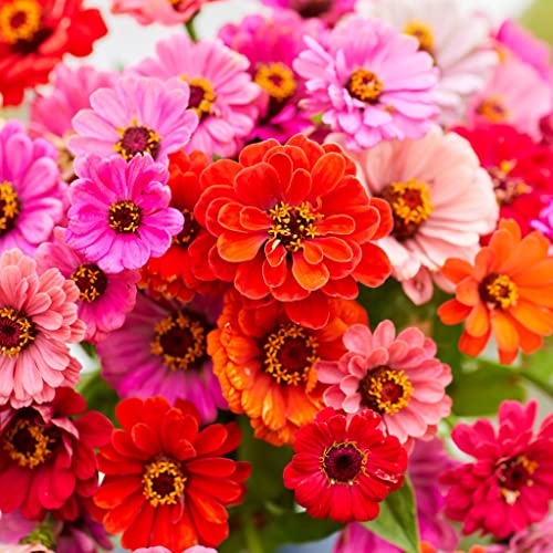 Zinnia Seeds - Dahlia Flowered - Packet - Pink/Yellow/Orange Flower Seeds, Open Pollinated Seed Attracts Bees, Attracts Butterflies, Attracts Hummingbirds, Attracts Pollinators