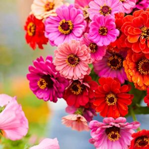 Zinnia Seeds - Dahlia Flowered - Packet - Pink/Yellow/Orange Flower Seeds, Open Pollinated Seed Attracts Bees, Attracts Butterflies, Attracts Hummingbirds, Attracts Pollinators