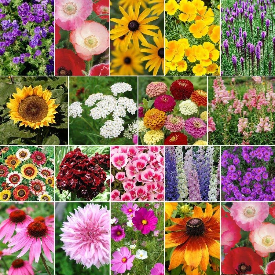 Late Bloomer - Fall Blooming Wildflower Seed Mix - 1 Pound - Mixed Wildflower Seeds, Attracts Bees, Attracts Butterflies, Attracts Hummingbirds, Attracts Pollinators, Easy to Grow & Maintain, Cut