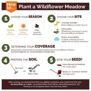 Southwest Wildflower Seed Mix - 1/4 Pound - Mixed Wildflower Seeds, Attracts Bees, Attracts Butterflies, Attracts Hummingbirds, Attracts Pollinators, Easy to Grow & Maintain, Cut Flower Garden