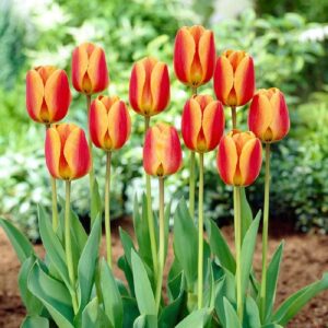 tulip bulbs – apeldoorn elite – bag of 100, spring/red with yellow edeged flowers