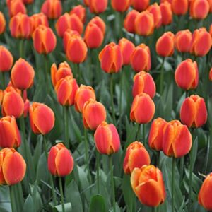 Tulip Bulbs - Apeldoorn Elite - Bag of 100, Spring/Red with Yellow Edeged Flowers