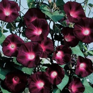 Morning Glory Seeds - Knowlians Black - 1/4 Pound - Red Flower Seeds, Open Pollinated Seed Attracts Bees, Attracts Butterflies, Attracts Hummingbirds, Attracts Pollinators, Easy to Grow & Maintain