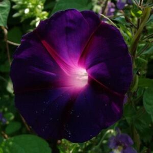 Morning Glory Seeds - Knowlians Black - 1/4 Pound - Red Flower Seeds, Open Pollinated Seed Attracts Bees, Attracts Butterflies, Attracts Hummingbirds, Attracts Pollinators, Easy to Grow & Maintain