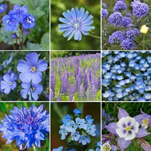 utopiaseeds blue wildflower seed mix – attracts hummingbirds and butterflies – easy to grow