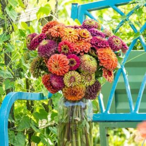 zinnia seeds – queen lime mix – packet – pink/yellow/green flower seeds, open pollinated seed attracts bees, attracts butterflies, attracts hummingbirds, attracts pollinators