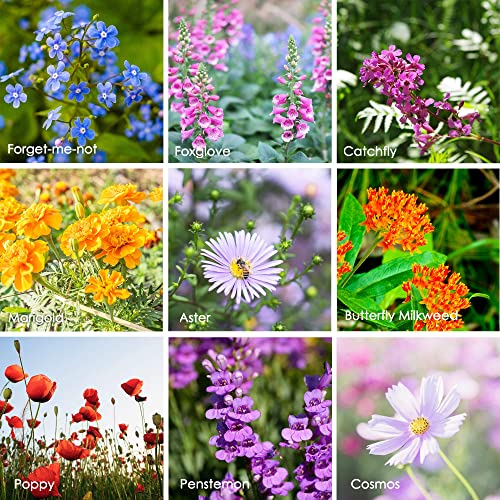 Package of 80,000 Wildflower Seeds - Hummingbird and Butterfly Wild Flower Seeds Collection - 23 Varieties of Pure Non-GMO Flower Seeds for Planting Including Milkweed, Nasturtium, and Forget Me Not…