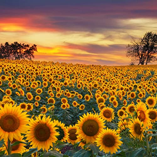 Sunflower Seeds - Mammoth Grey-Stripe - 5 Pounds - Yellow Flower Seeds, Heirloom Seed Attracts Bees, Attracts Butterflies, Attracts Pollinators, Easy to Grow & Maintain, Edible, Cut Flower Garden