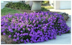 moss verbena – 50 + groundcover seeds – creeping perennial purple flower – usa
