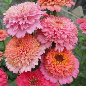 zinnia seeds – cupcakes pink mix – packet – pink flower seeds, open pollinated seed attracts bees, attracts butterflies, attracts hummingbirds, attracts pollinators, easy to grow & maintain, fast