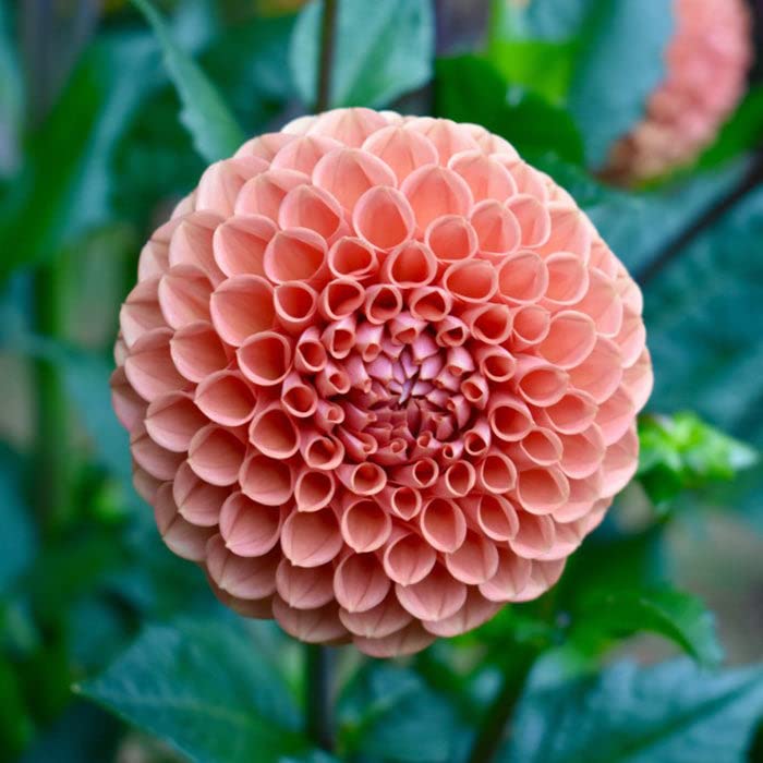 Dahlia Bulbs (Ball) - Cornel Bronze - 8 Bulbs - Orange Flower Bulbs, Tuber Attracts Bees, Attracts Butterflies, Attracts Pollinators, Easy to Grow & Maintain, Fast Growing, Cut Flower Garden