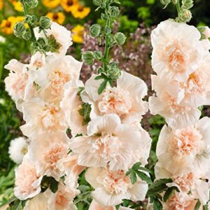 hollyhock seeds – majorette double champagne – packet – pink flower seeds, heirloom seed attracts bees, attracts butterflies, attracts hummingbirds, attracts pollinators, easy to grow & maintain