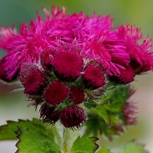 Ageratum Seeds - Red Flint - Packet - Red Flower Seeds, Heirloom Seed Attracts Bees, Attracts Butterflies, Attracts Pollinators, Fragrant, Container Garden