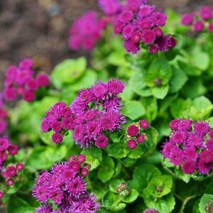ageratum seeds – red flint – packet – red flower seeds, heirloom seed attracts bees, attracts butterflies, attracts pollinators, fragrant, container garden
