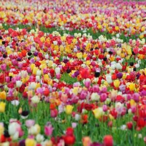 60 days of tulips – long lasting mix – bag of 100, mixed