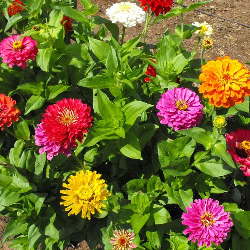 Zinnia Seeds (Organic) - California Giants - Packet - Purple/Red/Yellow Flower Seeds, Open Pollinated Seed, Organic Seed Attracts Bees, Attracts Butterflies, Attracts Hummingbirds, Attracts