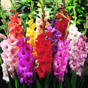 mixed gladiolus flower bulbs – 50 bulbs assorted colors
