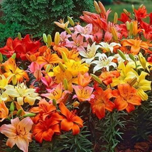 asiatic lilies mix (10 pack of bulbs) – freshly dug perennial lily flower bulbs