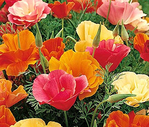 Non GMO Bulk California Poppy Seeds - Mission Bells Mix Eschscholzia californica 58,500 Seeds (1/4 Lb)