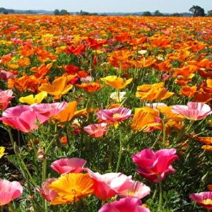 Non GMO Bulk California Poppy Seeds - Mission Bells Mix Eschscholzia californica 58,500 Seeds (1/4 Lb)