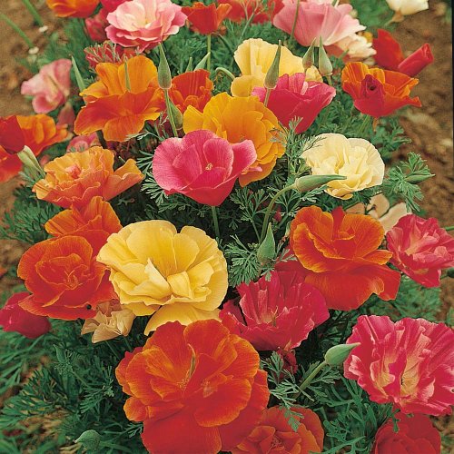 Non GMO Bulk California Poppy Seeds - Mission Bells Mix Eschscholzia californica 58,500 Seeds (1/4 Lb)