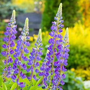 wild perennial lupine seeds – packet – purple flower seeds, heirloom seed attracts bees, attracts butterflies, attracts hummingbirds, attracts pollinators, easy to grow & maintain, fragrant