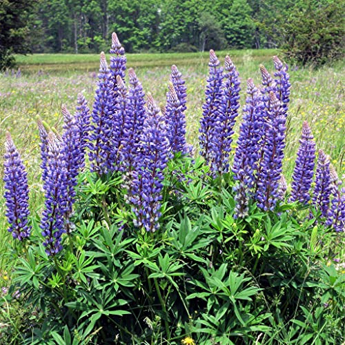 Wild Perennial Lupine Seeds - Packet - Purple Flower Seeds, Heirloom Seed Attracts Bees, Attracts Butterflies, Attracts Hummingbirds, Attracts Pollinators, Easy to Grow & Maintain, Fragrant