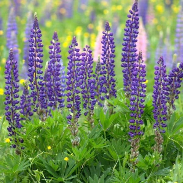 Wild Perennial Lupine Seeds - Packet - Purple Flower Seeds, Heirloom Seed Attracts Bees, Attracts Butterflies, Attracts Hummingbirds, Attracts Pollinators, Easy to Grow & Maintain, Fragrant